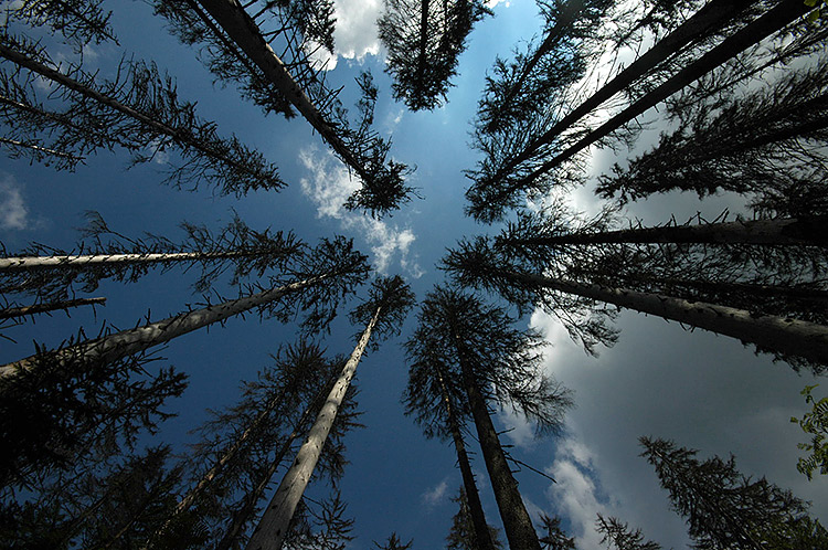 V lese plném kůrovce