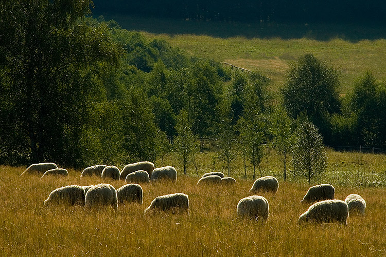 Šumava