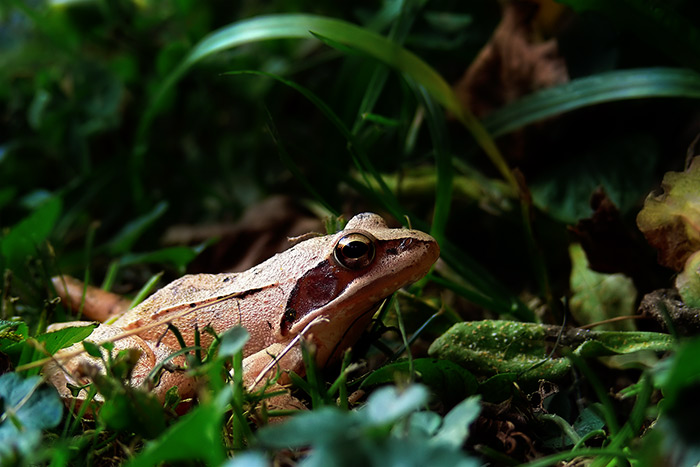 Pobozkaj ma, dostaneš ekzém