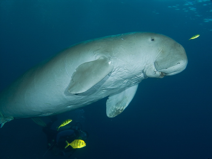 Dugong IV