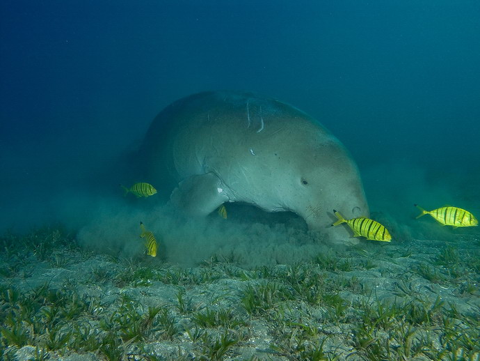 Dugong V