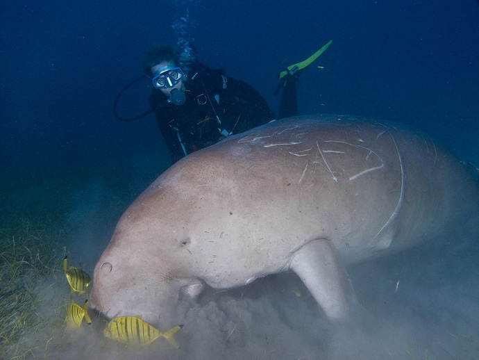 Dugong VI