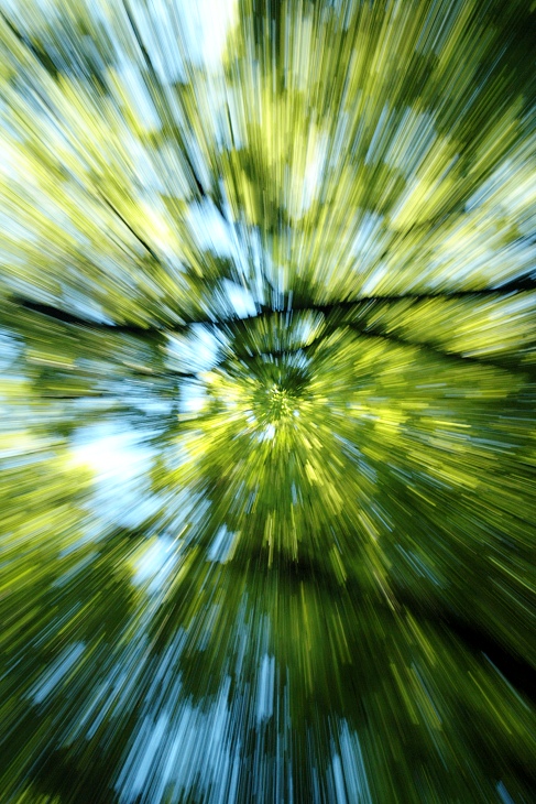 stromokorunní spíd