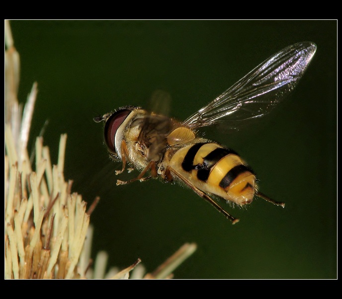**Přistávací manévr **