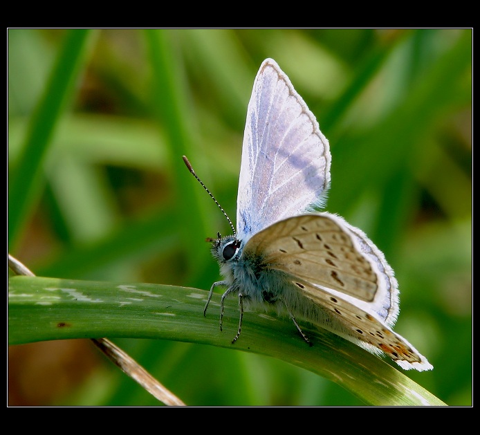 **Chytání posledního bronzu**
