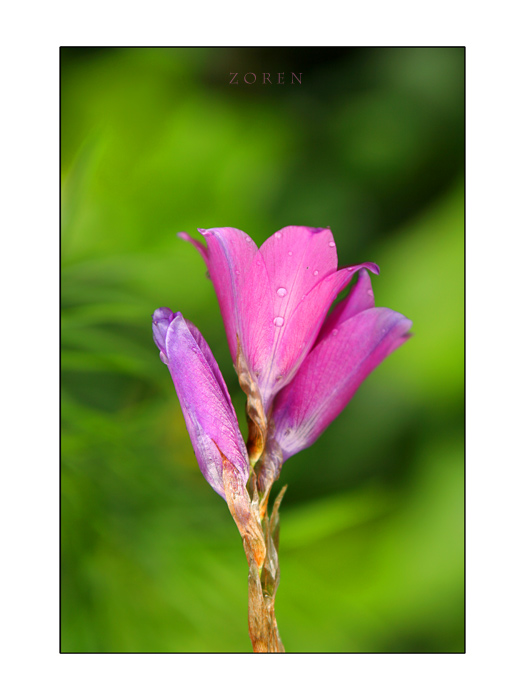 **fLover Power**