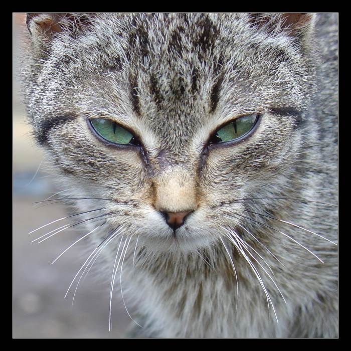 Číča