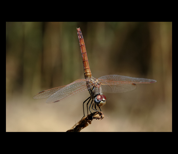 = Modelka z Kréty =