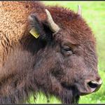 Bison s mouchou