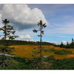 Černohorské rašeliniště