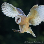 Neslyšný závan perutí