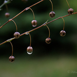 luční notová osnova