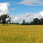 Fields of Scotland 2