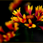 Flower in abstraction