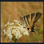 Motýl u Žerotínské kaple panny Marie