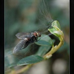 Večeře je připravena ...