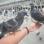 holubičky-venezia. s.marco