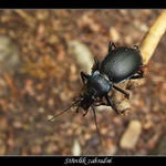 Střevlík zahradní