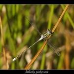 Připravit!Pozor!No tak teď ještě ne