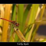 Byl jsem na vážkách