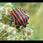 Kněžice pásovaná