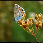 Modráčik obyčajný (Polyommatus icarus)