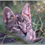 Findus
