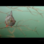 Okounci I - No pasaran!