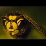 Vosa (dočasně) balkónová