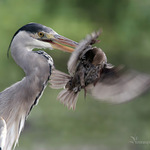 Volavka popolava I/II "Pestra vecera"