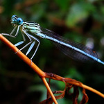 Pošiestich na vrchol