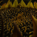 Padlá krása slunečnice