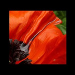 ... plačící panenka ...