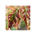 ... lehce podzimní léto ...