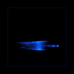 ... Picassova piraňa ...