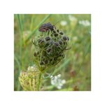 ... obrázky z louky ...