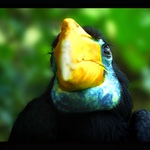 Zuborožec vrásčitý