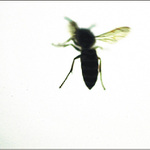 -_-_-_- IKAROS -_-_-_-