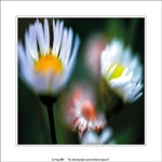 len taka obycajna ranna kvetinova impresia