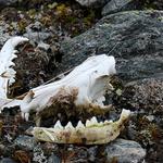 Kostra hlavy neznameho tvora