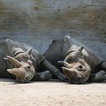 synchronizovaný odpočinek