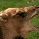 mouchy se taky lekly