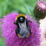 Pokus a fotku s funkci Makro