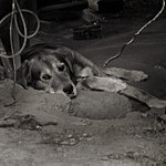 Máte pocit, že je váš život pod psa?