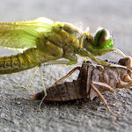 Převlékání kabátu