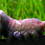 tak teda housenka hranostajníka