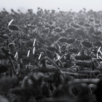 myšlenkové propojenííí