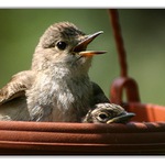 kde je ten táta s obědem