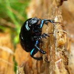 ...šplh s přírazem...