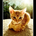 jako kotě si příst..